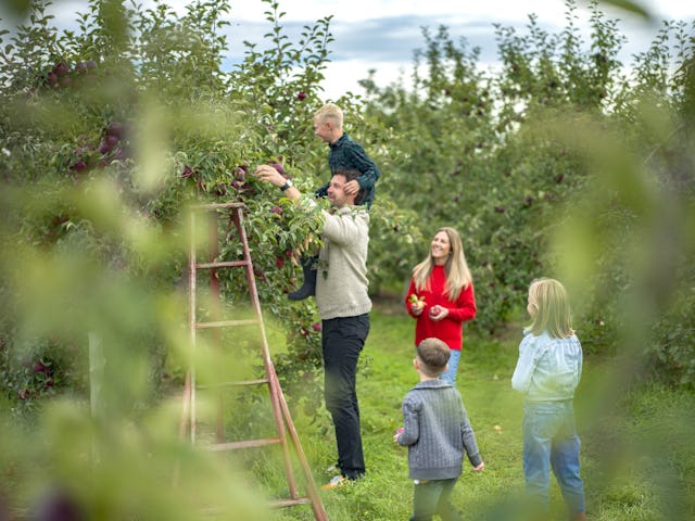 Une pomme n'aura jamais meilleur goût que lorsqu'elle vient d'être cueillie sur l'arbre.