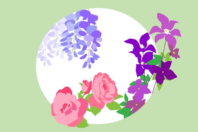 Rampicanti Rampicanti