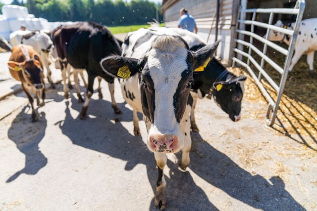 À la ferme des Demont à Cugy (VD), les vaches sont traitées comme des reines. À la ferme des Demont à Cugy (VD), les vaches sont traitées comme des reines.