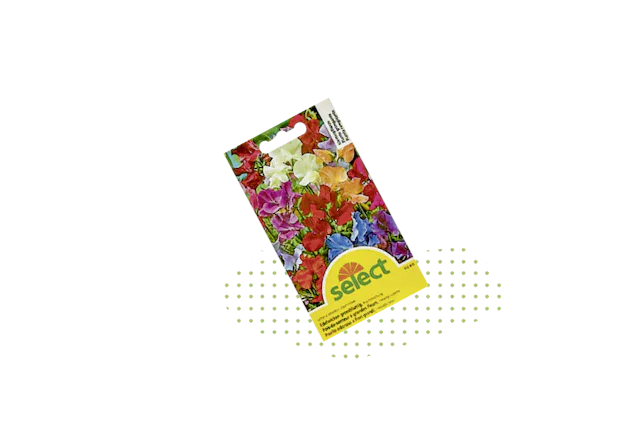 Piselli non commestibili: miscela di pisello odoroso, fr. 1.90, da Jumbo.