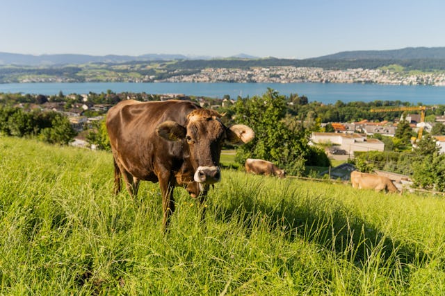 Für die grossartige Aussicht haben die Kühe keinen Sinn, das frische Gras interessiert sie bedeutend mehr.