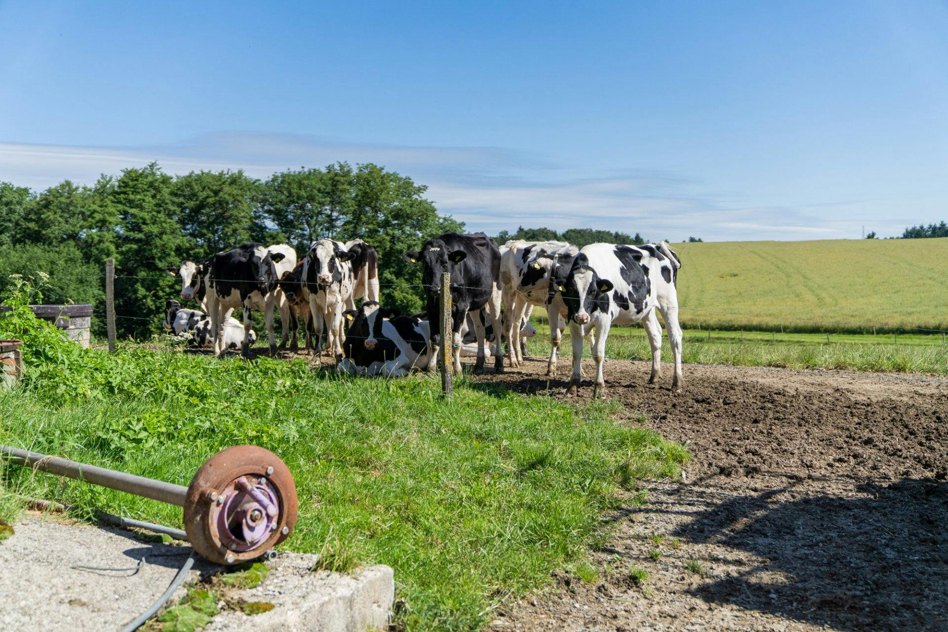 Les bêtes dorment souvent dehors.