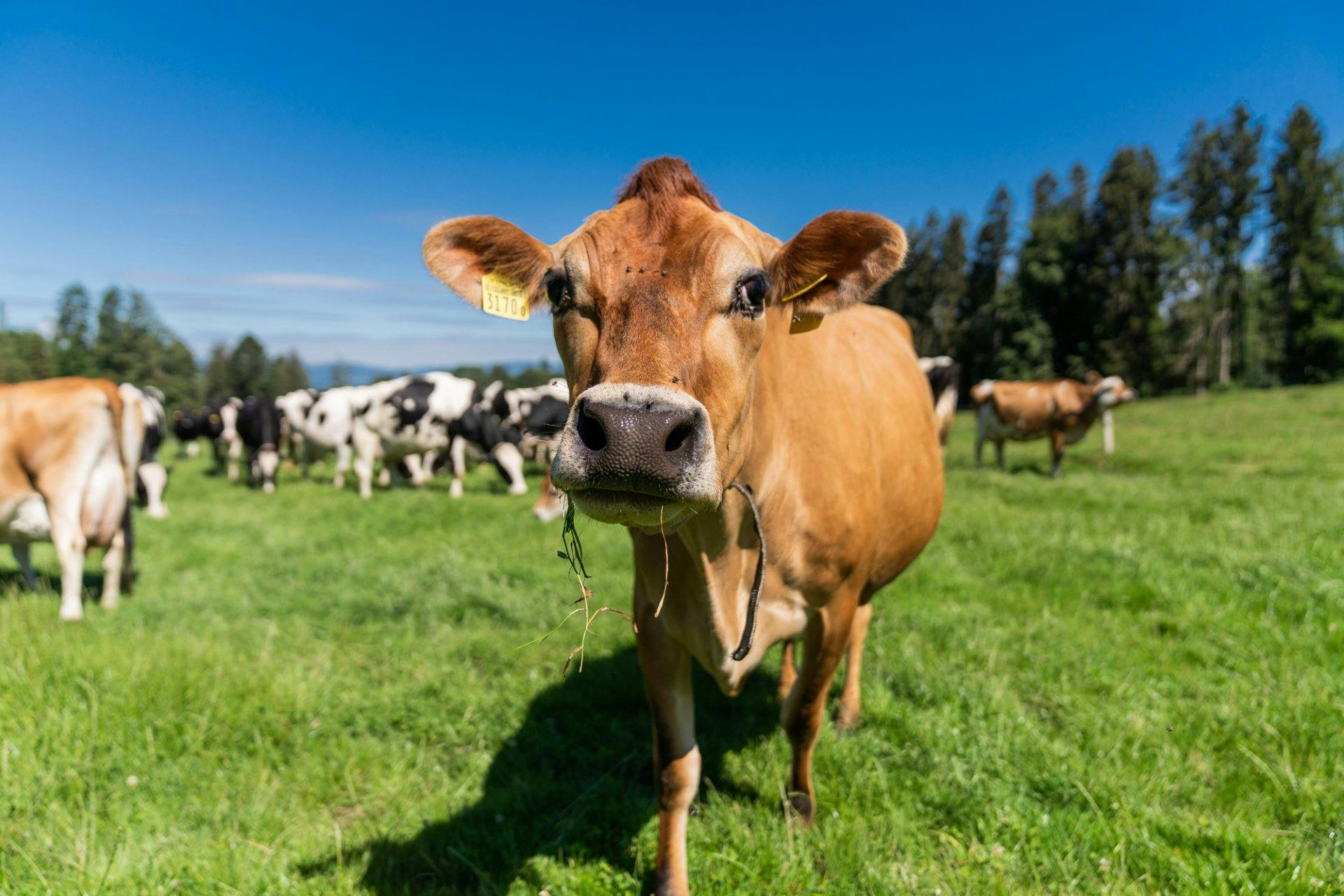 A la ferme des Demont, à Cugy (VD), on laisse les vaches en liberté la plupart du temps.