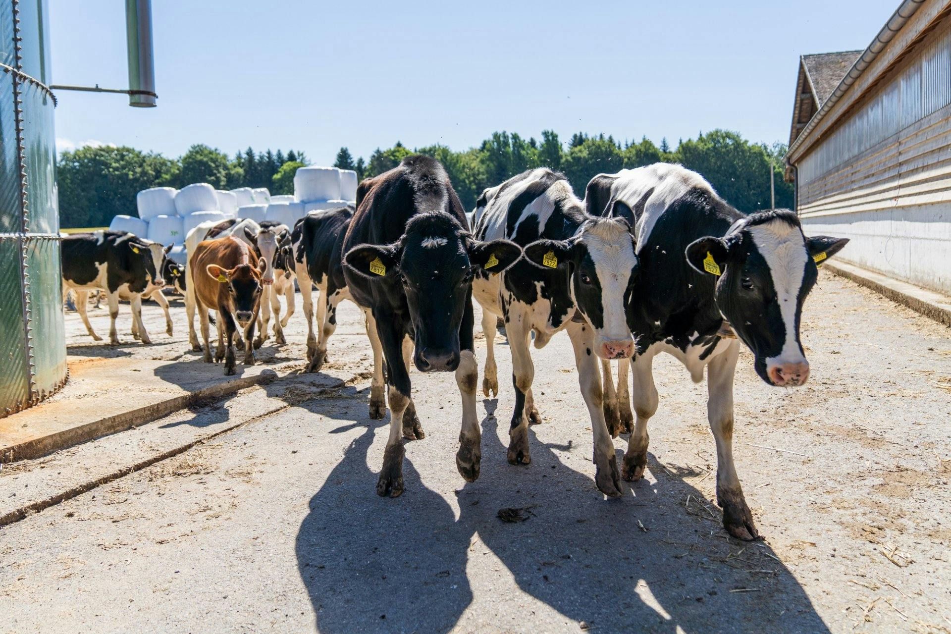La visite a un peu perturbé les vaches, mieux vaut donc qu'elles rentrent à l'écurie.