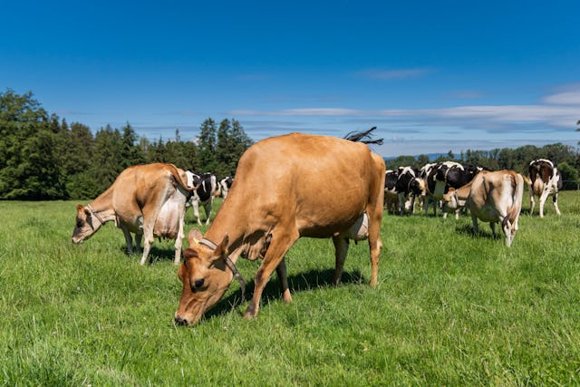 Dès la naissance, les vaches de Patrick Demont évoluent en liberté. Dès la naissance, les vaches de Patrick Demont évoluent en liberté.