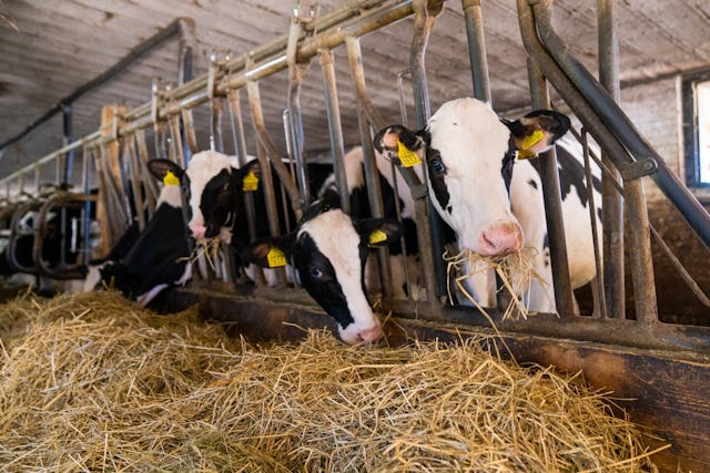 Les vaches sont nourries avec du 100% naturel. Les vaches sont nourries avec du 100% naturel.
