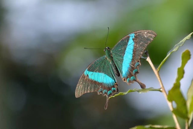 Natur- und Tierwelt entdecken – im Papiliorama in Kerzers.