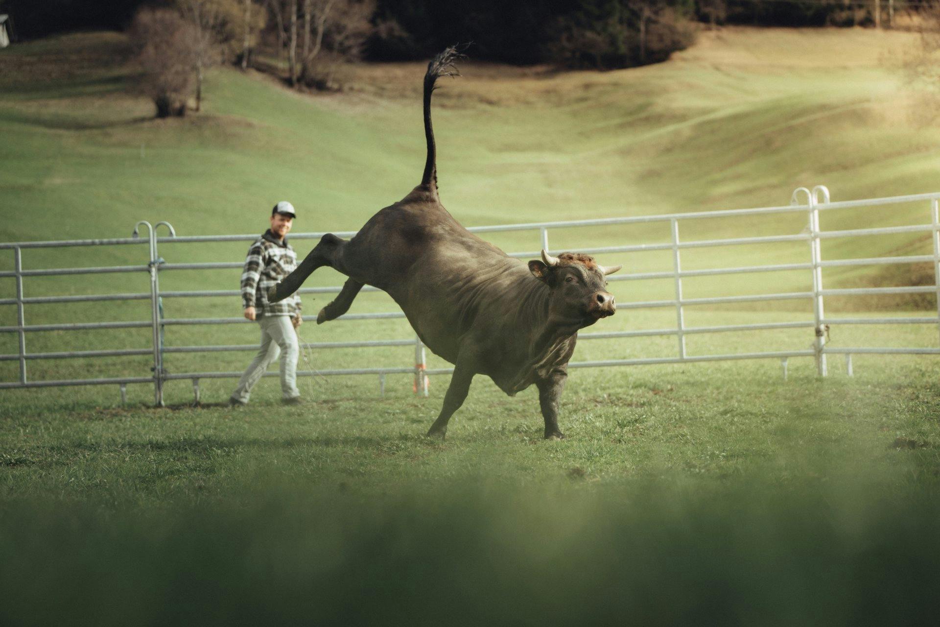 Le spectacle royal du Valais: les combats de reines.