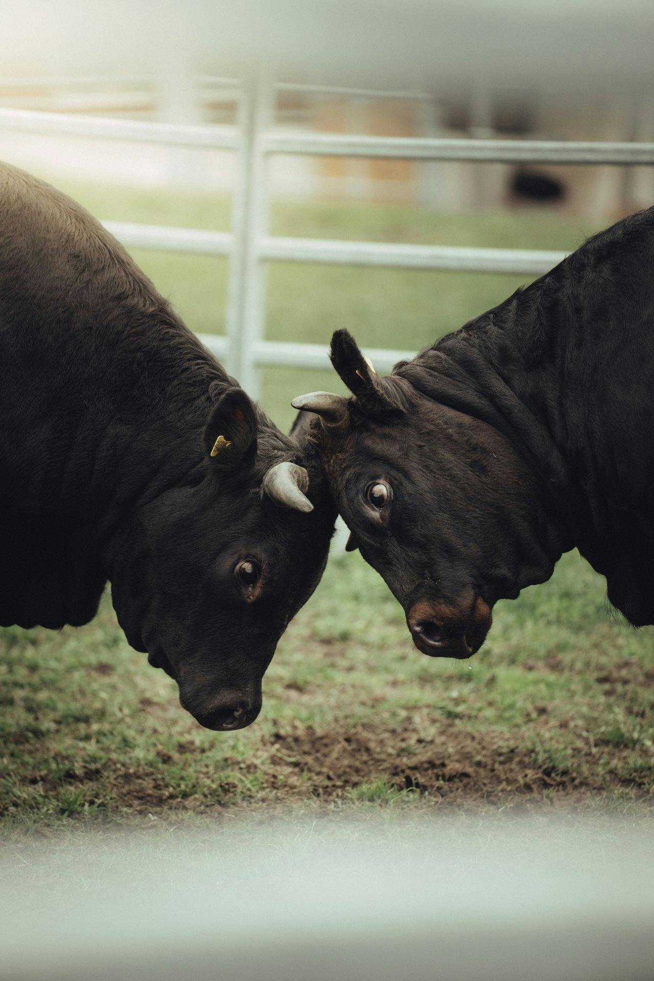 Les vaches d'Hérens ont un sens aigu de la hiérarchie et se battent pour la couronne.
