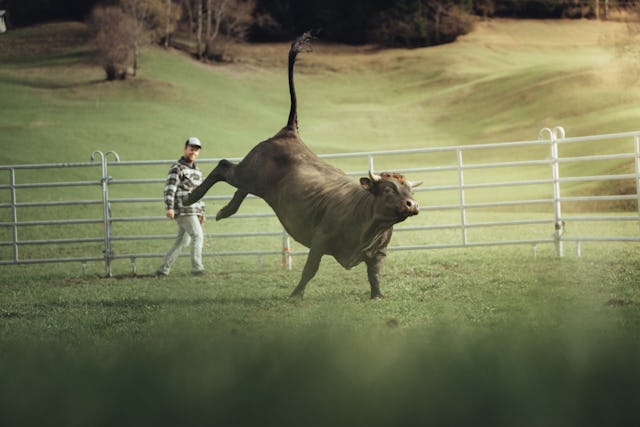 Le spectacle royal du Valais: les combats de reines.