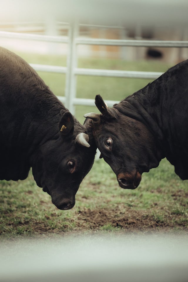 Les vaches d'Hérens ont un sens aigu de la hiérarchie et se battent pour la couronne.