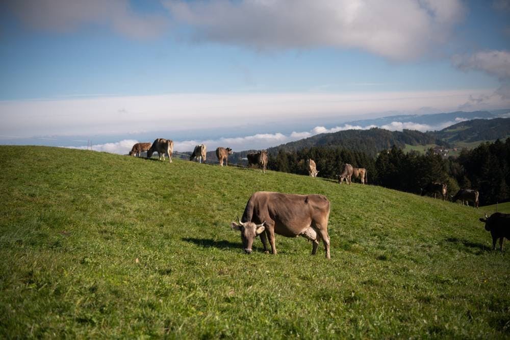 Les 30 vaches ont suffisamment d'espace dans les vertes prairies environnantes, panorama inclus!