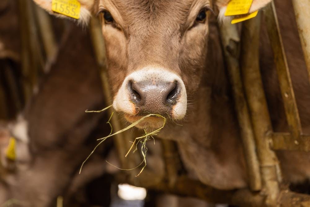 L'alimentation au foin permet non seulement d'obtenir un lait de qualité, mais fournit également aux vaches des nutriments sains.