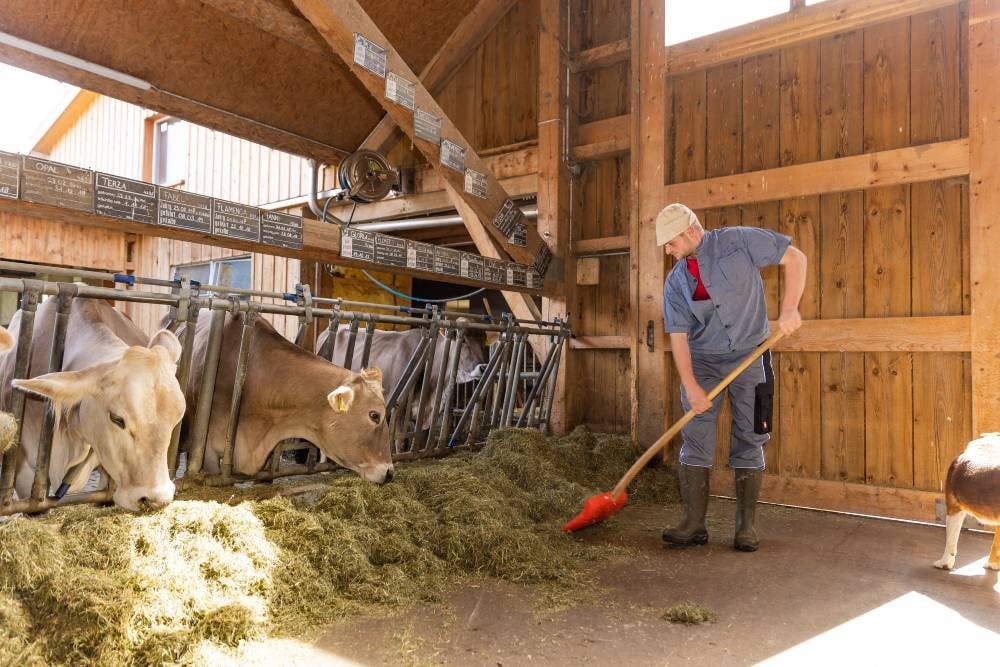 Tobias, producteur laitier, nourrit ses animaux exclusivement avec du foin sec.