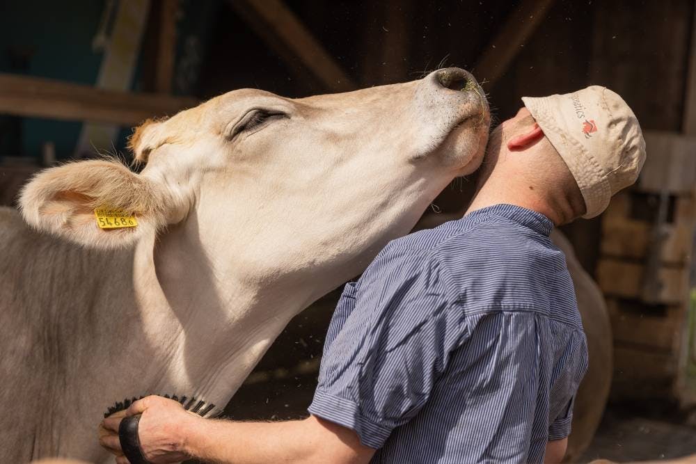 Tobias, producteur laitier, entretient des relations affectueuses avec ses vaches.