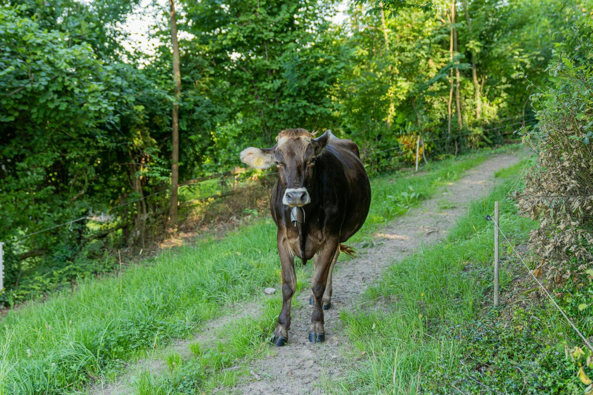 Wenn die Kühe auf der Weide sind, finden sie am Waldrand Schatten.