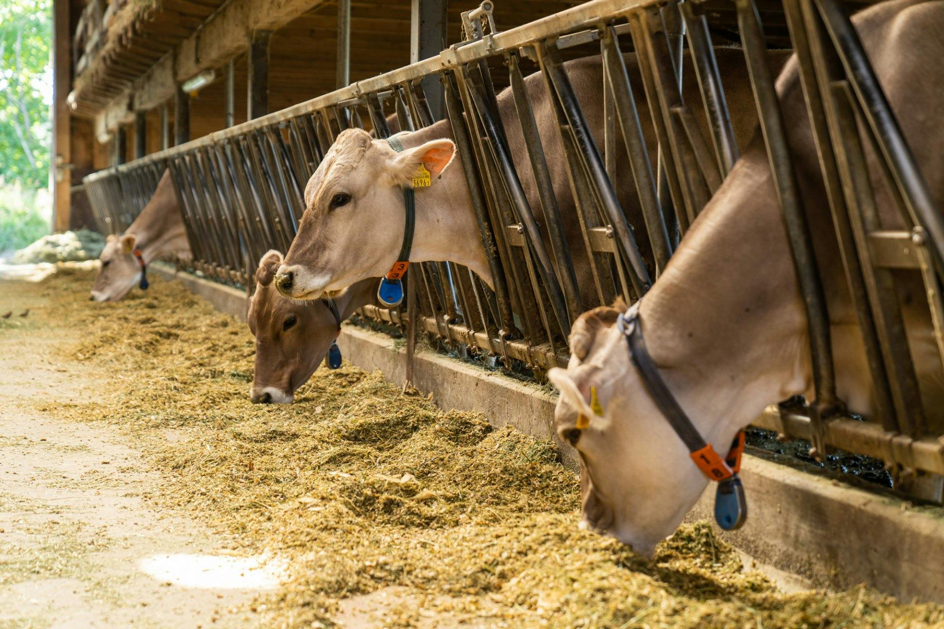 Der Chip an den Halsbändern der Tiere entscheidet, wer wie viel Kraftfutter bekommt.