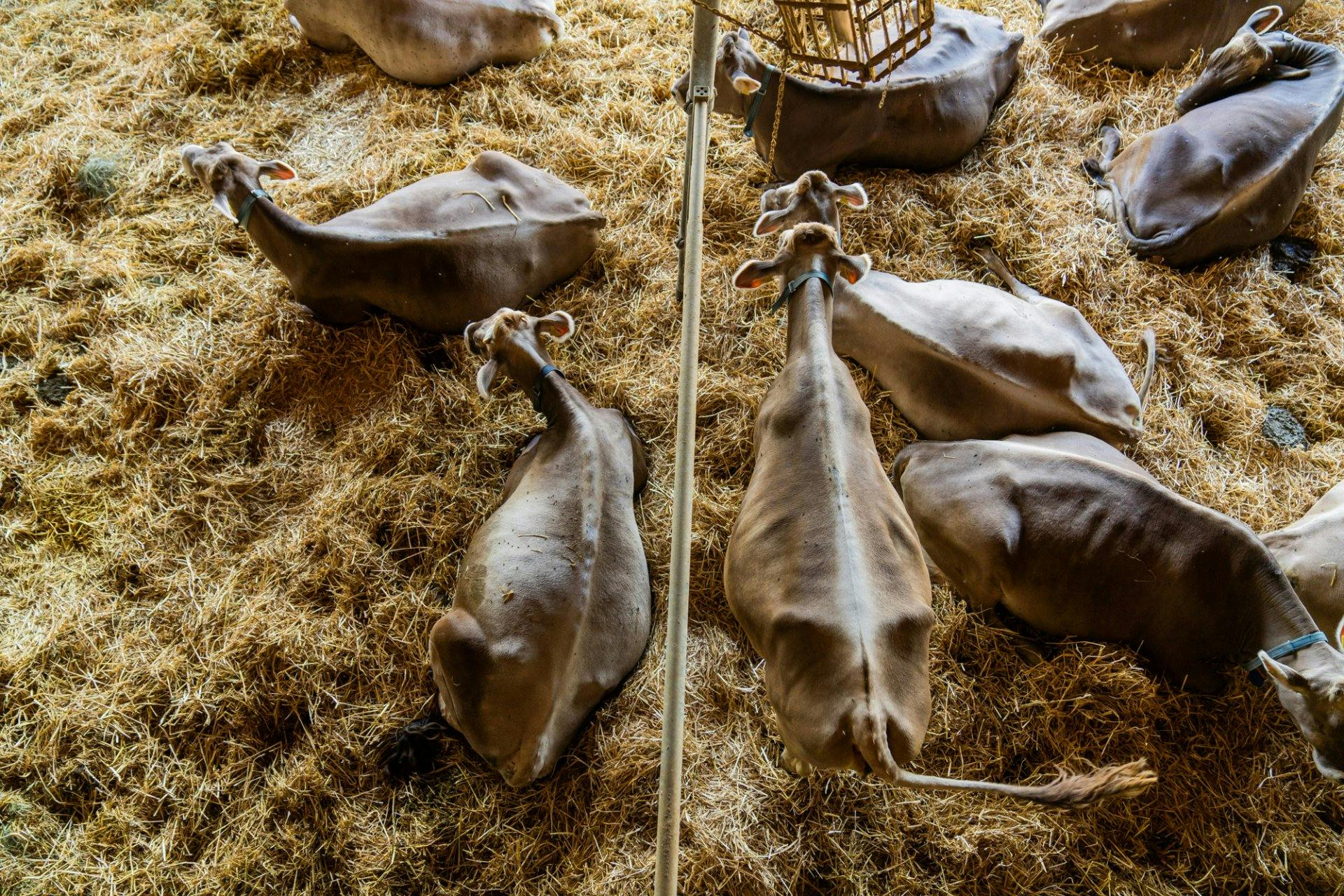 Kühe sind soziale Wesen und sitzen gerne in Gruppen beisammen.