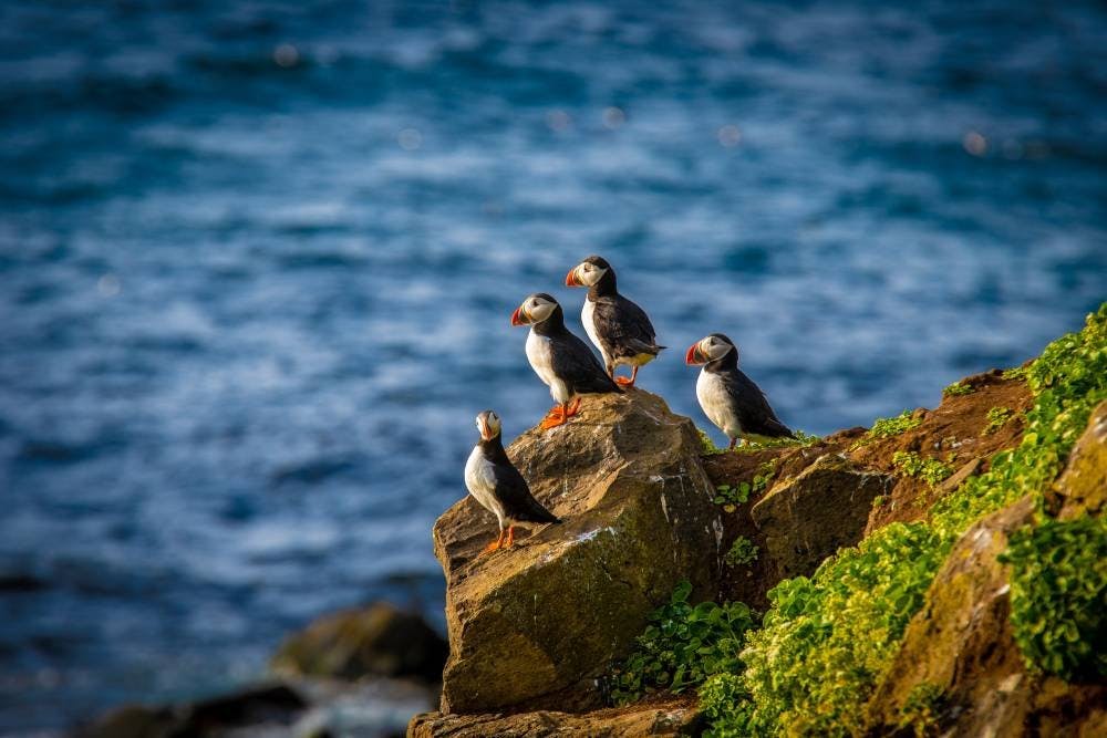 Den Papageitauchern (oder auch Puffin genannt)  gefällt es in Island besonders gut.