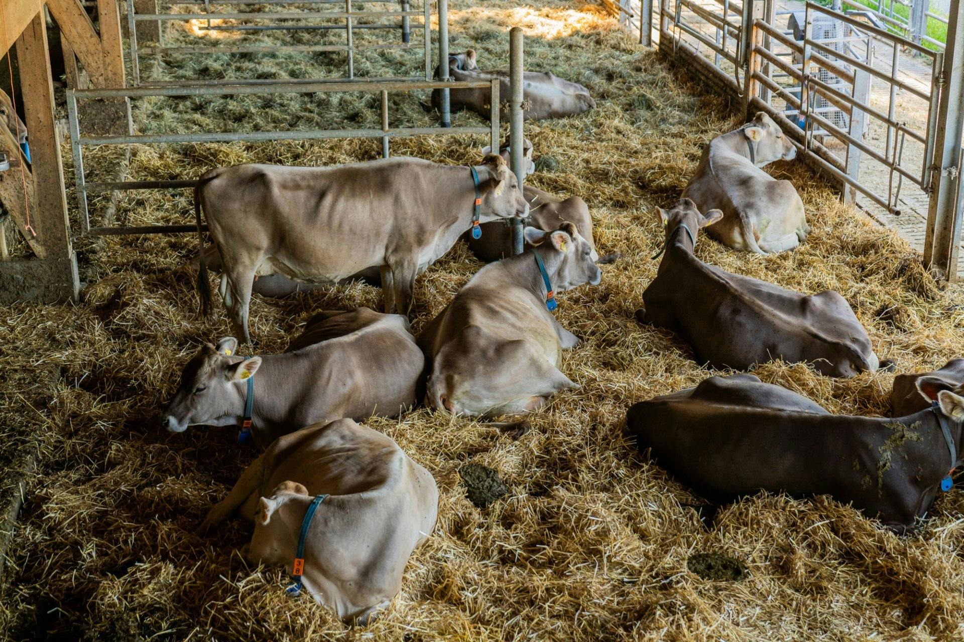 Im Stall kann sich jede Kuh ihr Plätzchen selber aussuchen.