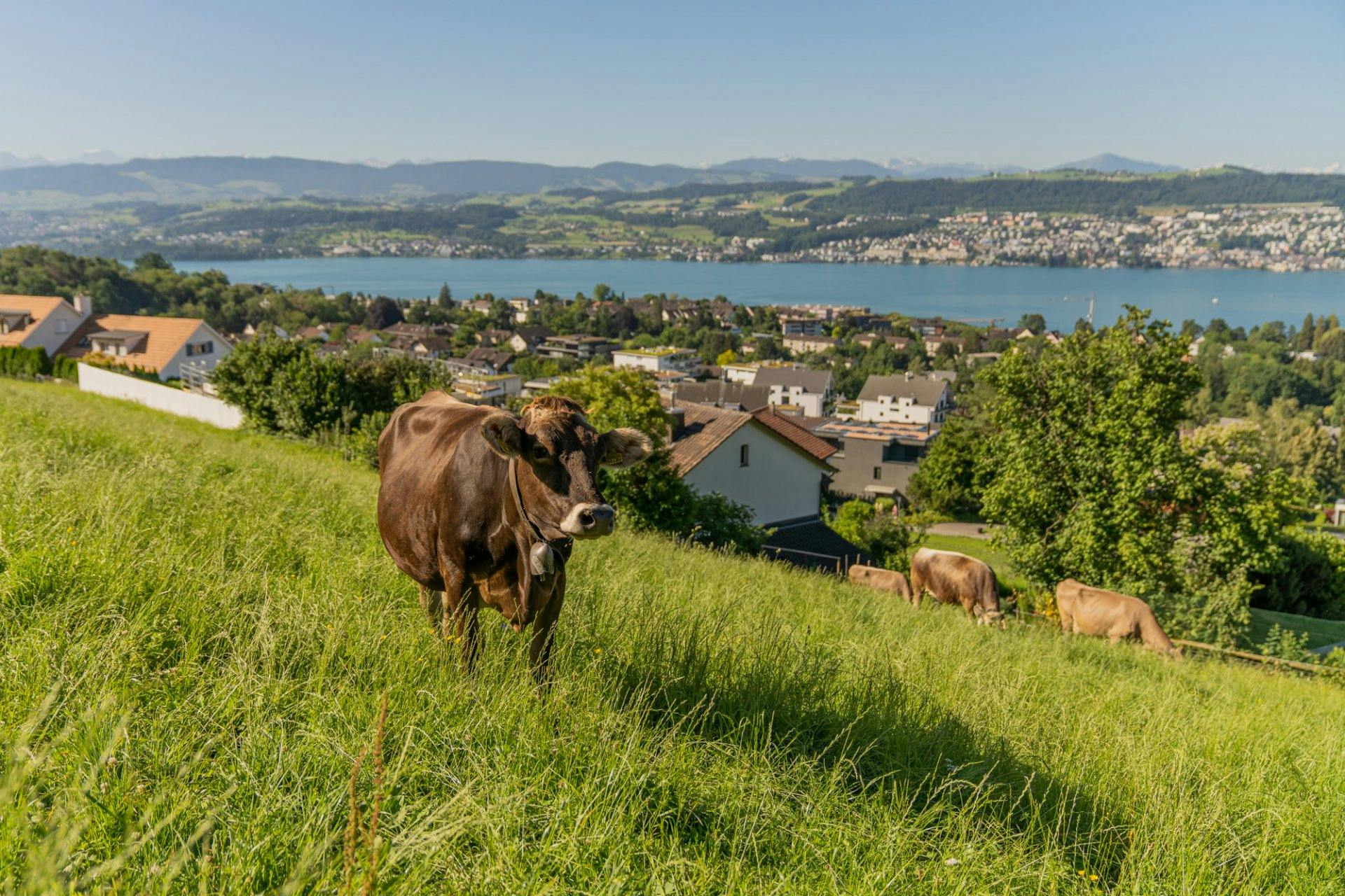 Den Abend und die Nacht verbringen die Tiere auf der saftigen Weide.