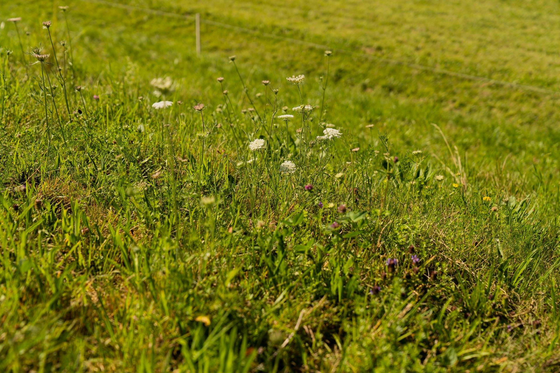 Diese sind reich an Insekten und Blumen.