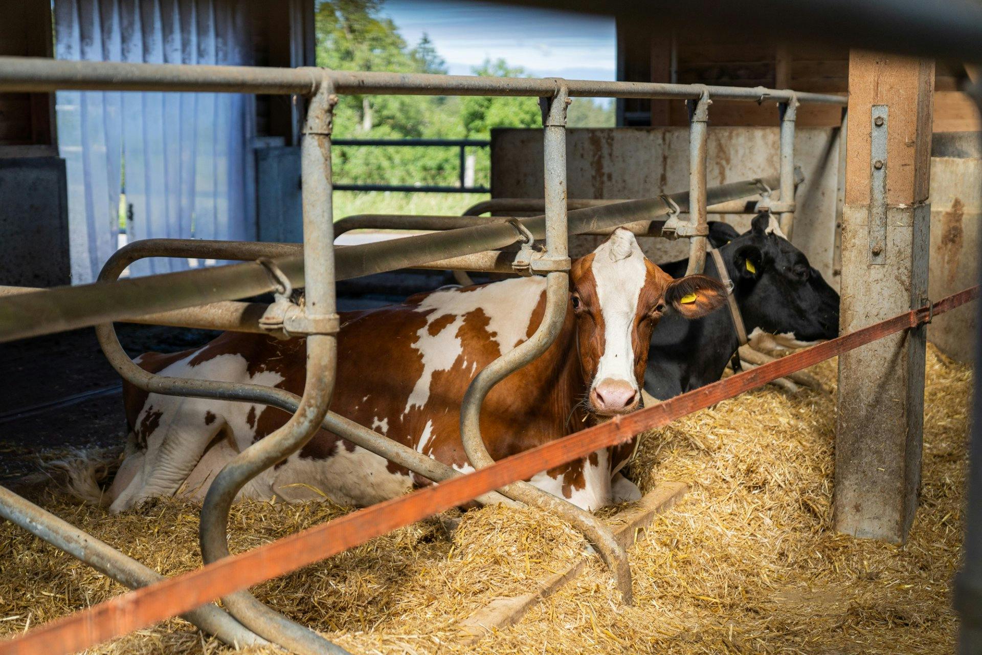 Là, elles peuvent se détendre à l'envi.