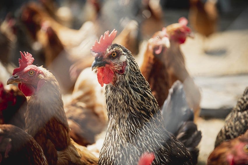 Les poules de la ferme sont de diverses races.