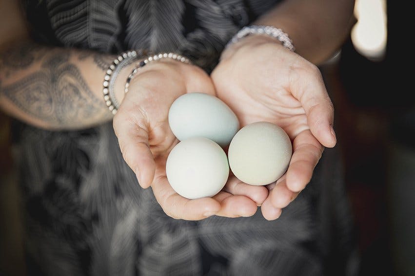 Les oeufs de la ferme ont quelques couleurs: c'est à cause de la race de certaines des poules qui pondent naturellement des oeufs bleus-verts.