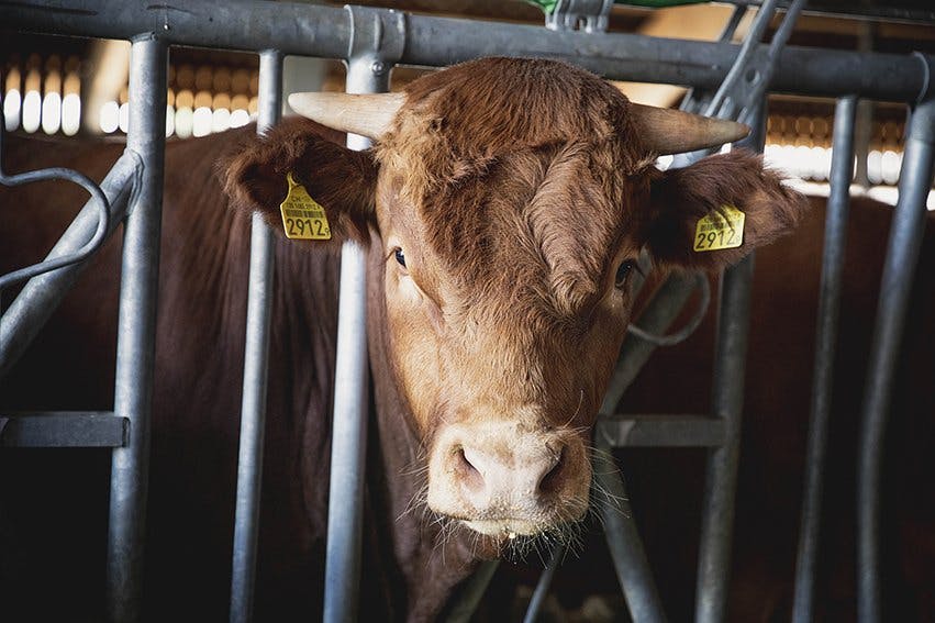 Les bovins de la ferme, dont la majorité porte une belle robe crème, sont bien nourris chez les Meisters: ils recoivent des herbages de la ferme bien...