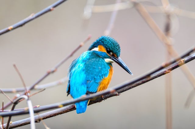 Au centre BirdLife de la Sauge, tout est fait pour que vous puissiez observer la faune sans déranger les animaux. Au centre BirdLife de la Sauge, tout est fait pour que vous puissiez observer la faune sans déranger les animaux.