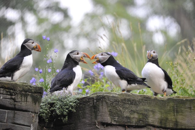 Des macareux moine aux léopards, en passant par des loutres qui pataugent à même les eaux de l'Aar: le parc zoologique de Berne mérite une visite.