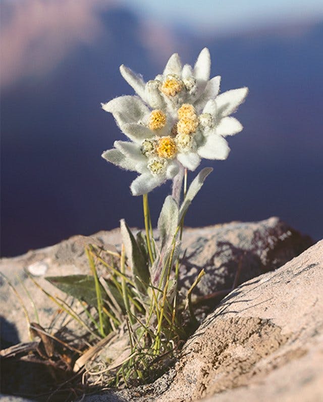 Edelweiss: Das Wunder aus den Alpen!