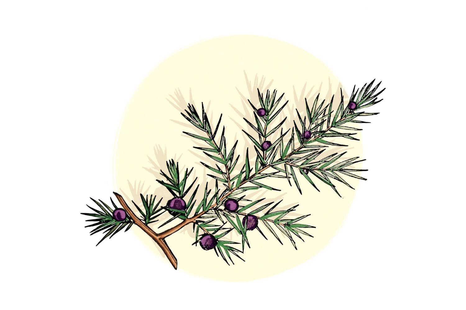 W wie Wacholder: Ohne die Wacholderpflanze gäbe es keinen Gin und keinen Wacholderschnaps. Doch auch für einige Arzneimittel ist die Wacholder unverzi...