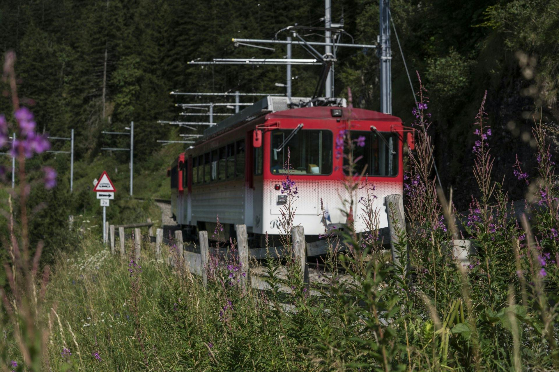 Le premier train de montagne d'Europe transporte les visiteurs au sommet du Rigi en 30 minutes.