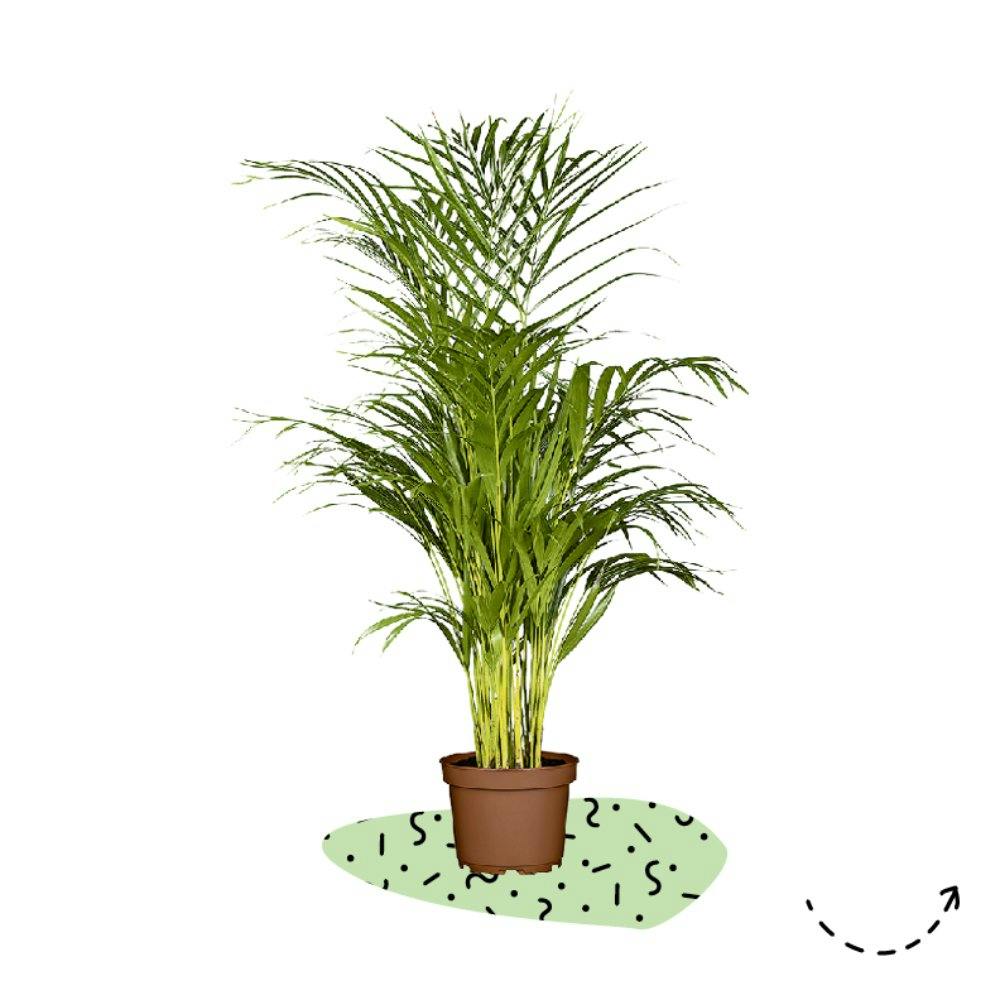 Tropen zu Hause: Zimmerpalme, diverse Grössen, Topfgrösse, 19 cm, 36.95 Franken, bei Jumbo.