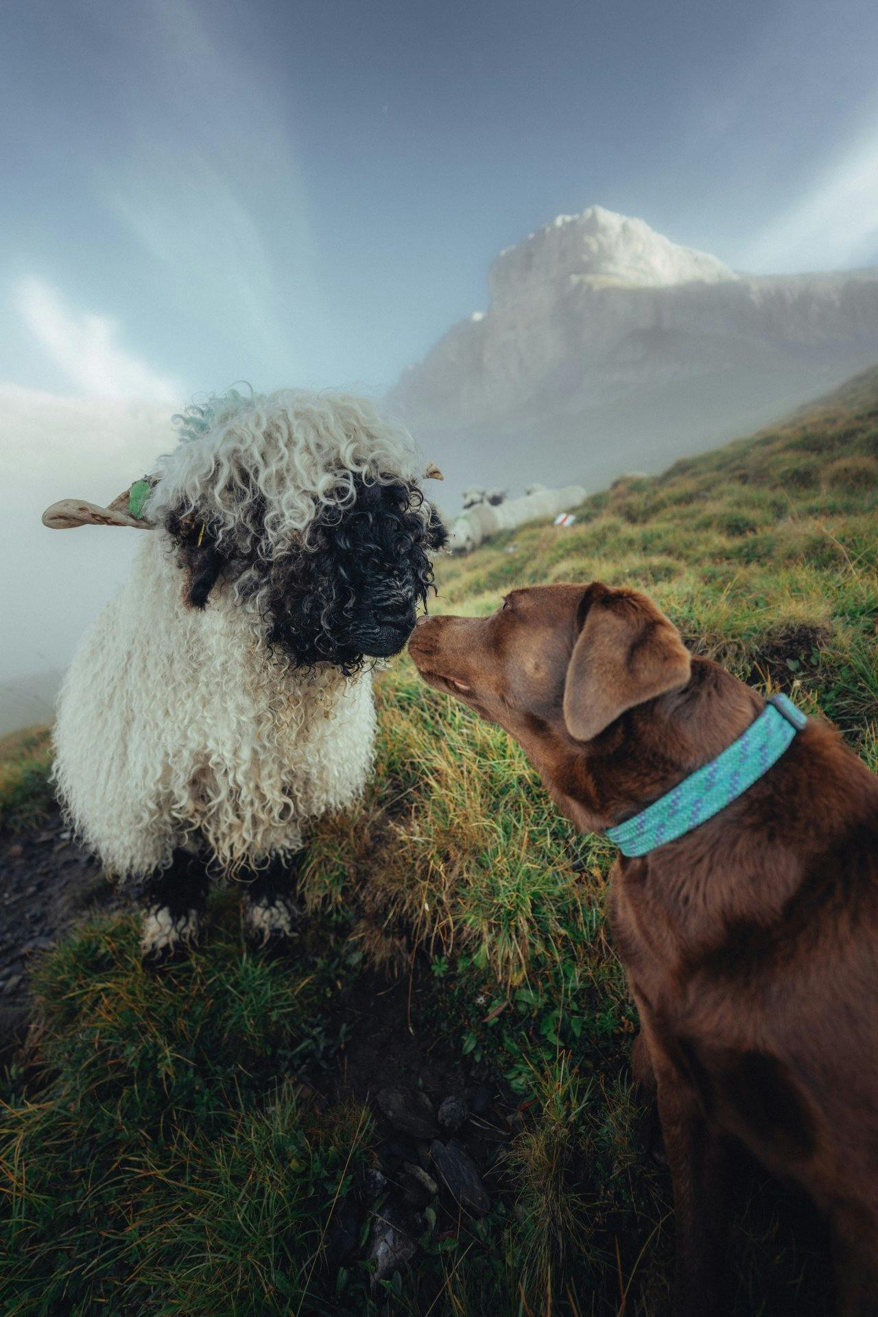 Les moutons à nez noir du Valais, chaleureux, symbolisent ce canton montagneux.