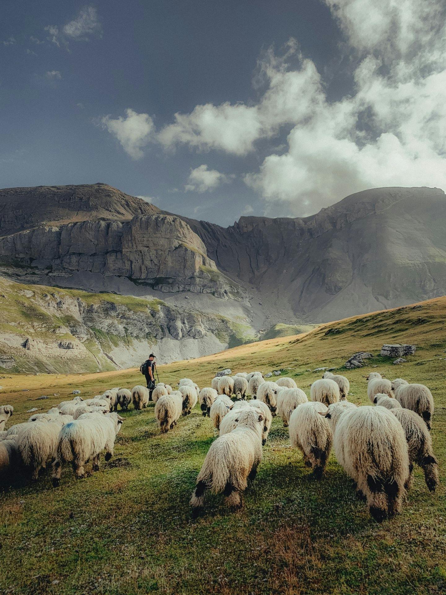La traditionnelle désalpe des moutons à nez noir du Valais offre chaque année un spectacle incomparable.