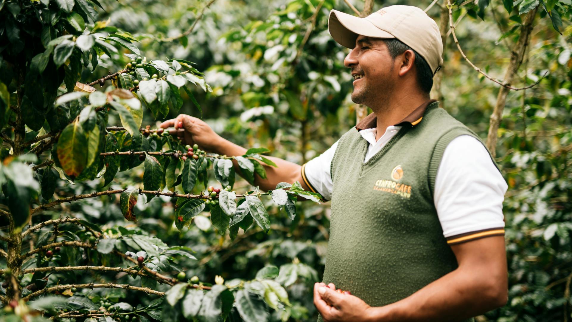 Les grains de café sont fortement menacés par le changement climatique.