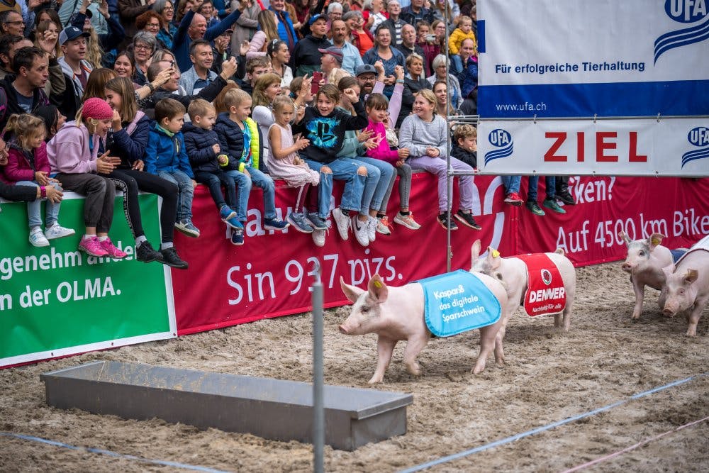 Jedes Jahr ein unvergessliches Highlight: Das legendäre Säuli-Rennen.