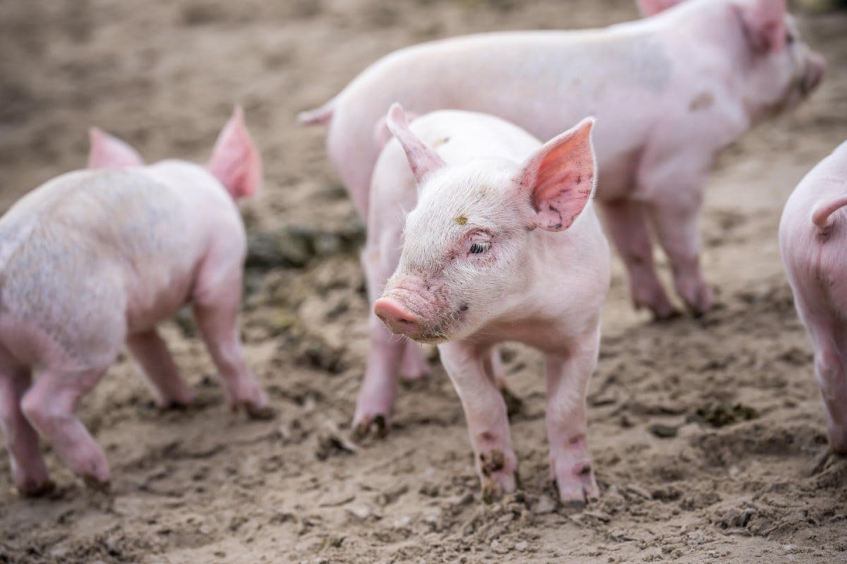 Die herzigsten Säuli gibts nur hier!