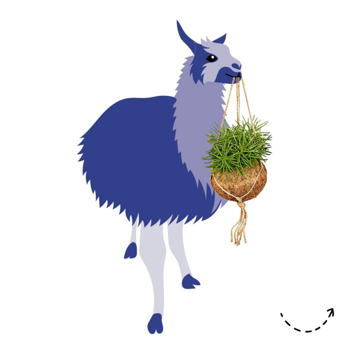 Le meraviglie appese: pianta verde con vaso sospeso, dimensione vaso Ø 15cm, fr. 17.95, da Jumbo.