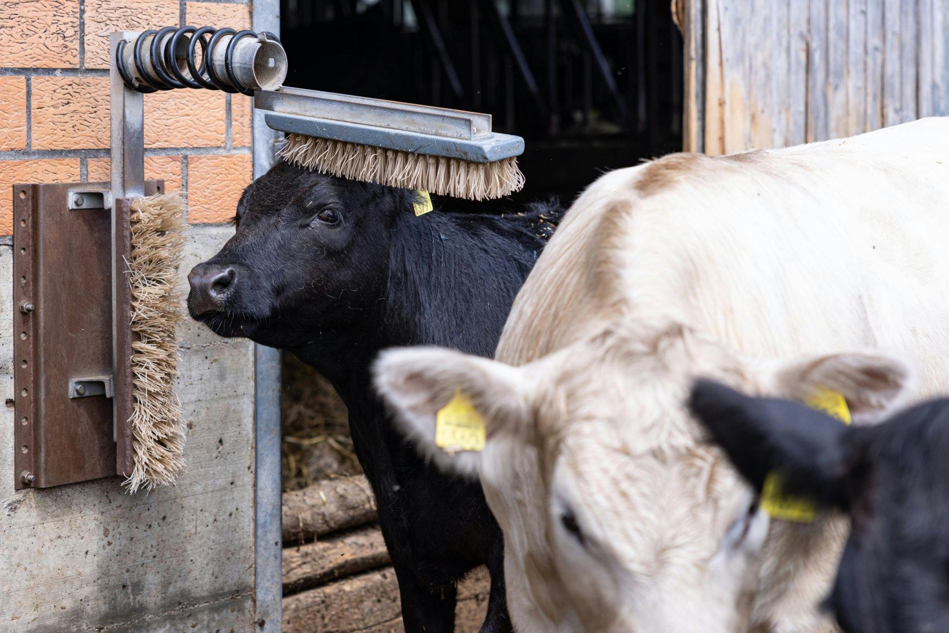 … se sentent bien à l’intérieur comme à l’extérieur.