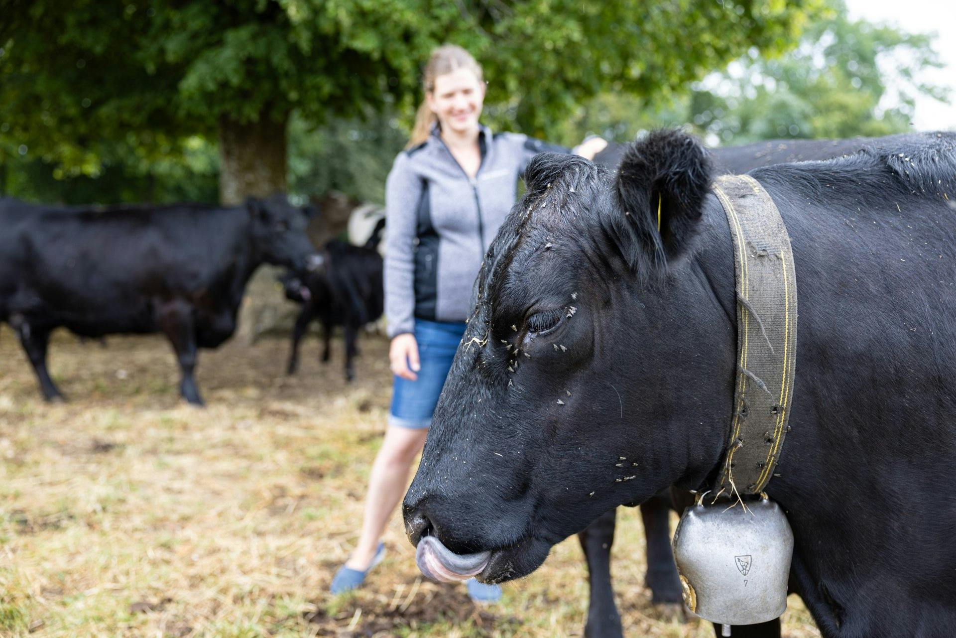 «L’élevage de vaches mères a beaucoup de sens pour nous», explique Lara Wittmer.