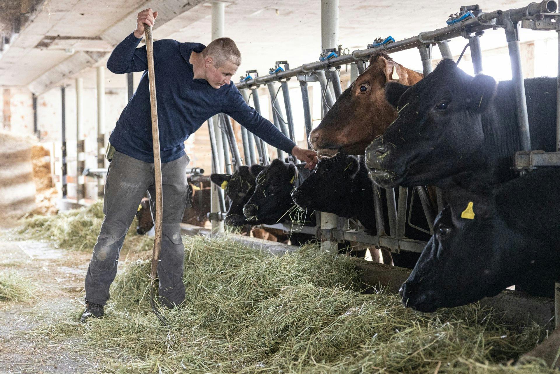 «Celui qui connaît ses animaux sait comment ils se portent»: pour Lukas Wittmer, un travail respectueux des animaux est important pour la santé animal...