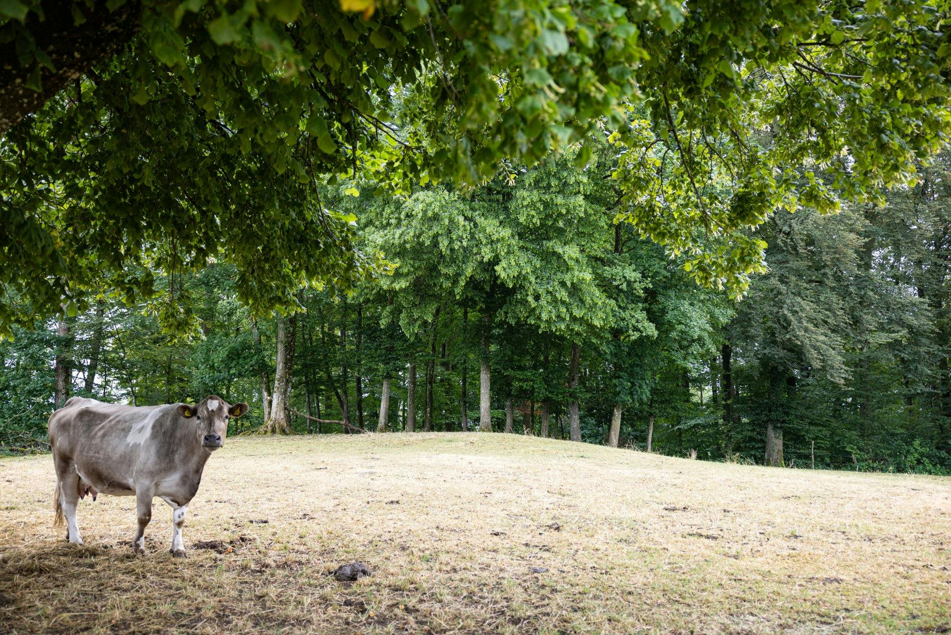 Beaucoup de sorties en plein air: à la ferme Engelberg, les vaches sont souvent au pâturage.