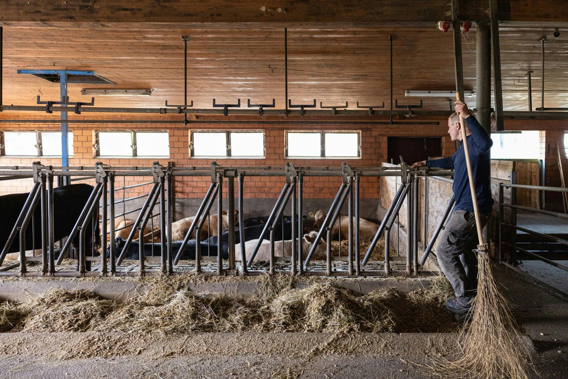 Pas de stress, de l’exercice et de l’air frais: visiblement, les bovins de la ferme Engelberg...