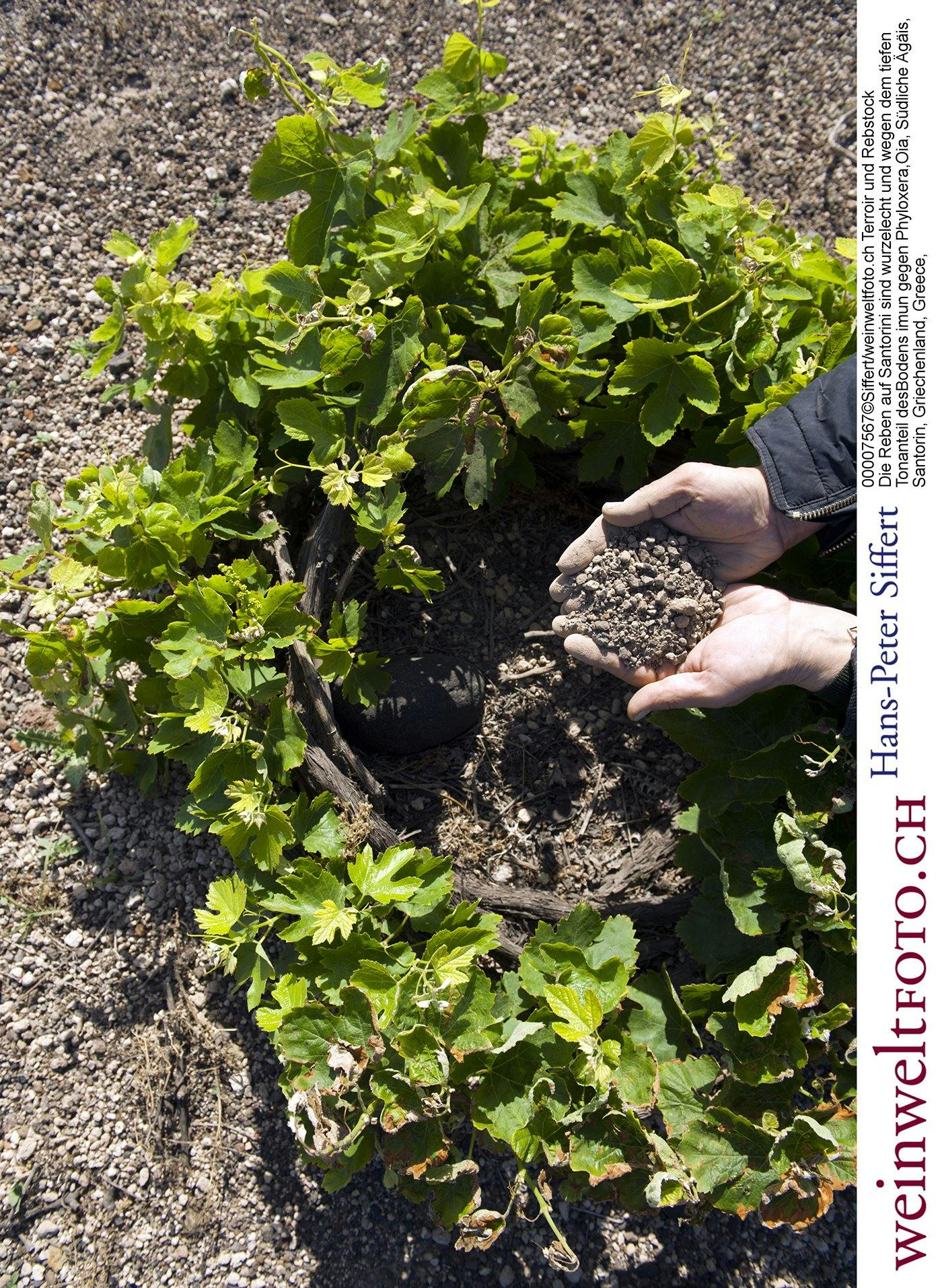 Auf der griechischen Insel Santorini wachsen Reben auf Sandboden und sind so gegen die zerstörerische Reblaus resistent.