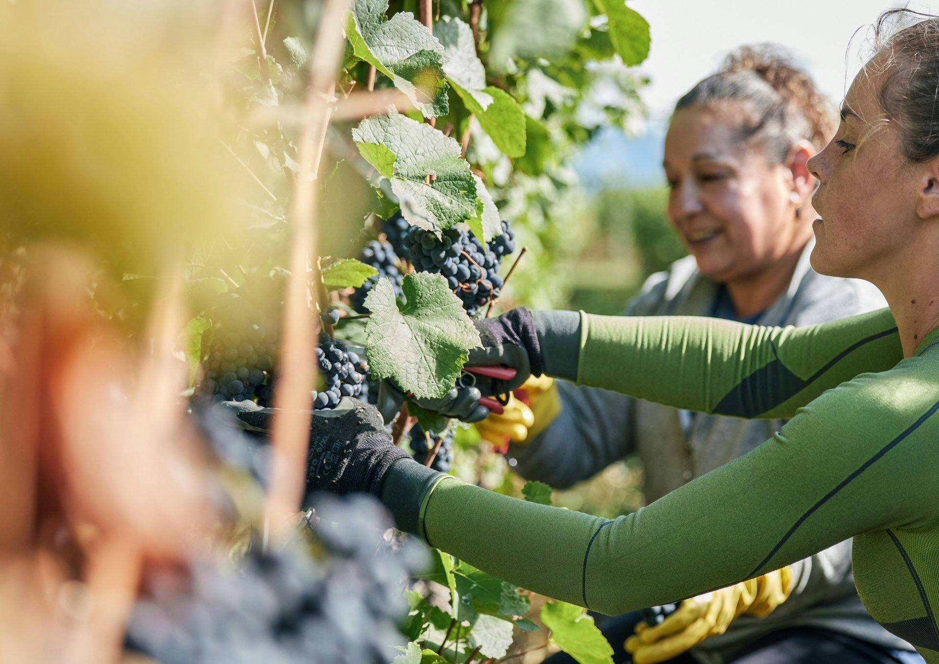 Die Schweiz verfügt über eine reiche Weinbautradition und vielfältige Böden, aus denen sehr unterschiedliche Weine hergestellt werden können.