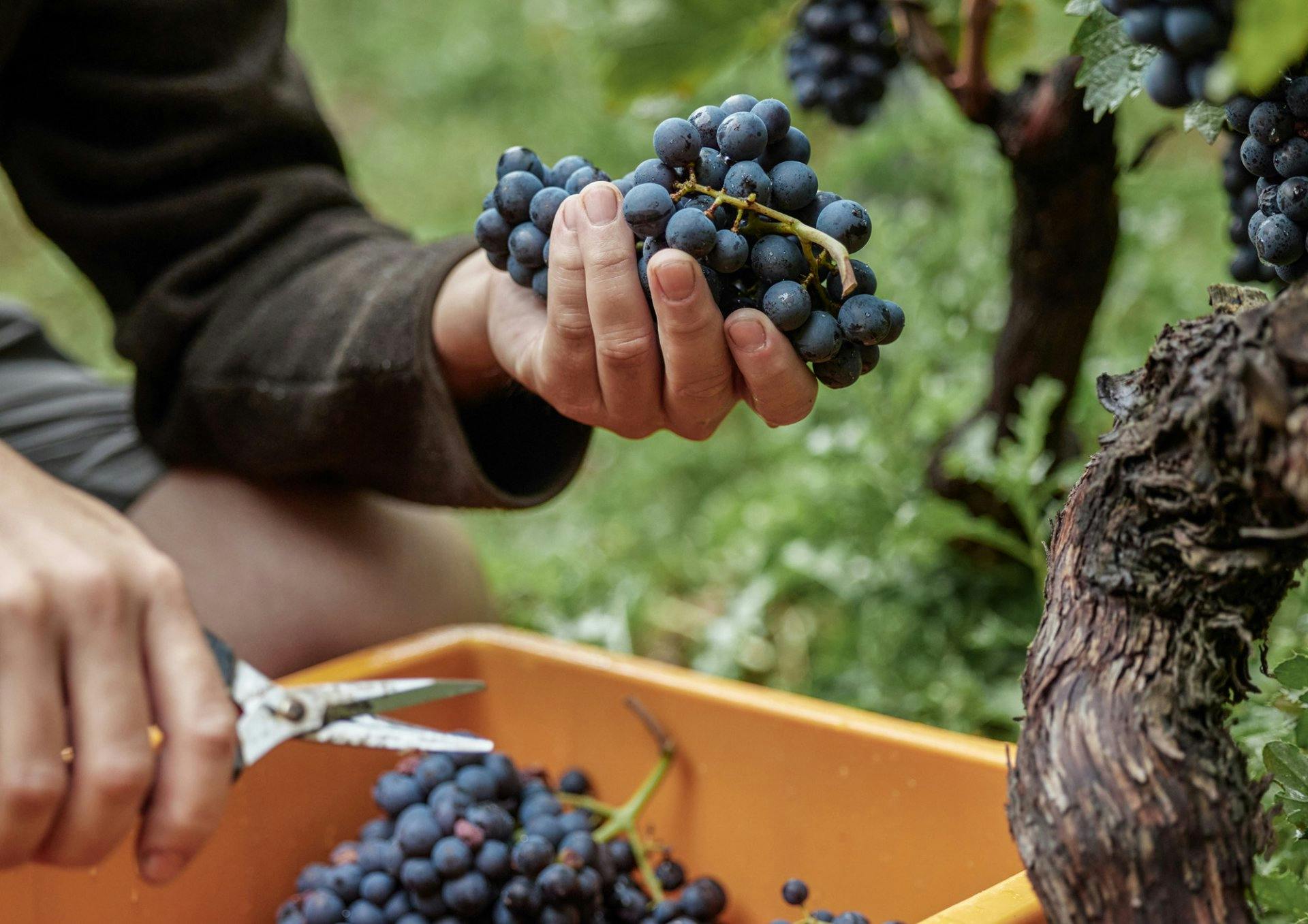Parmi les cépages cultivés en Suisse, il y a quelques raretés et des cépages indigènes cultivés nulle part ailleurs, comme le Räuschling, le Bondola ou le Completer, pour ne citer qu'eux.